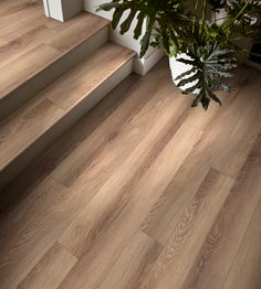 a plant sitting on top of a wooden floor next to some stairs and railings