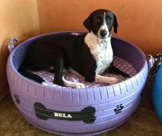 a black and white dog is sitting in a purple bed next to a blue ball