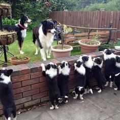 a group of black and white dogs standing on top of a brick wall next to a garden