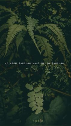 the words we grow through what we go through are surrounded by green plants and leaves