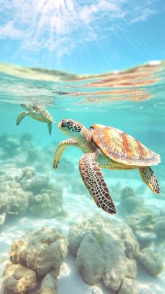 two sea turtles swimming in the ocean with rocks and corals around them, under water