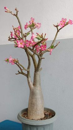 a bonsai tree with pink flowers in a gray pot on a blue table top