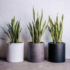 three potted plants sitting next to each other