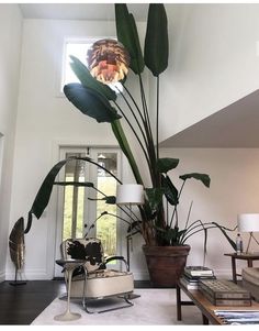 a living room filled with furniture and a large plant in the middle of the room