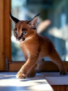 a small kitten walking on top of a white floor next to a glass door and window