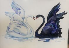 two black and white swans in the water