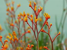 some yellow and red flowers are in the foreground with water in the background on a sunny day