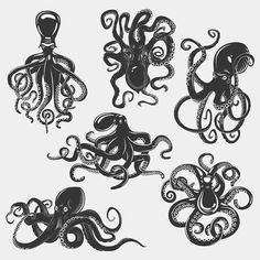 an octopus and squid in different poses