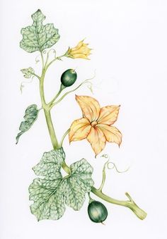 a drawing of a plant with leaves and flowers