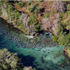 an aerial view of several people in canoes on the water surrounded by trees and vegetation