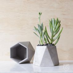 a concrete planter with a succulent in it next to a cement hexagonal vase