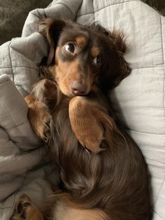 a brown and black dog laying on top of a white blanket next to a pillow