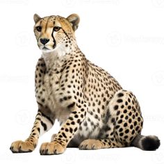 a cheetah sitting down and looking at the camera