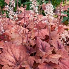 some very pretty plants with purple leaves and white flowers