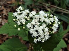 some white flowers are blooming on the green leafy plant in the woods,