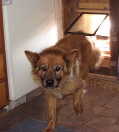 a brown dog standing in front of a door