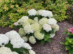 some white and pink flowers are in the dirt near bushes with green leaves on them