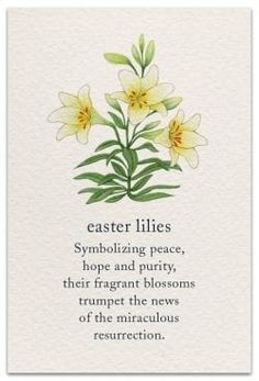 a white card with yellow flowers on it and the words easter lilies symbolizing peace, hope and purify