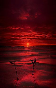 the sun is setting over the ocean with red clouds in the sky and some plants sticking out of the water