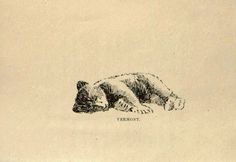 a drawing of a bear laying down on the ground