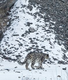 a snow leopard is walking in the snow