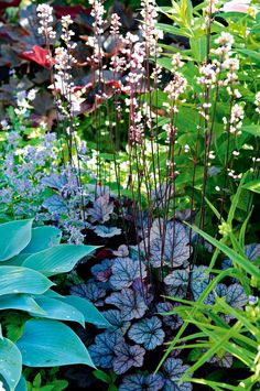 various plants and flowers in a garden with green leaves on the ground, including blue foliage