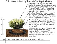 an info sheet describing the different types of plants and how they are used to grow them