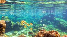 an underwater view of some fish swimming in the water near rocks and corals on the ocean floor