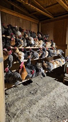 several chickens are standing on shelves in a barn