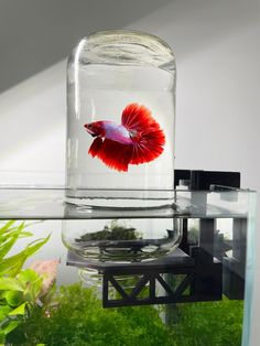 a red fish in a glass jar sitting on top of a shelf next to some plants