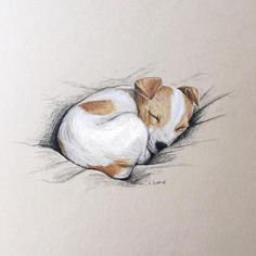 a drawing of a dog curled up sleeping