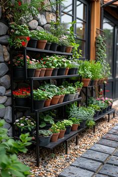 many potted plants are lined up on the wall