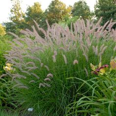 some very pretty flowers and plants in the grass