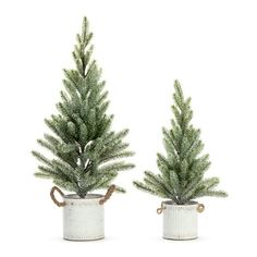 two small christmas trees in a white tin can on a white background with clippings