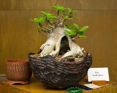 a bonsai tree in a pot on top of a wooden table next to a sign