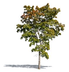 an image of a tree on a white background