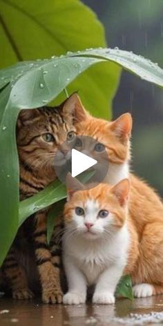 two cats sitting next to each other in front of green leaves and raindrops