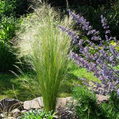 purple flowers and green grass in a garden