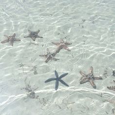 five starfish swimming in shallow water on the beach