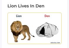 an image of a lion and a tent with the caption lions lives in den