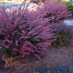 purple flowers are blooming in front of some rocks and gravel on the side of a road