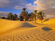 palm trees and sand dunes under a cloudy sky