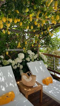 two chaise lounge chairs under a lemon tree