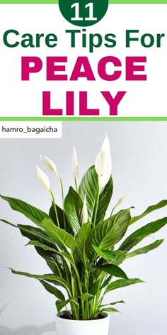 - Peace Lily Care
- Peace Lily Care Outdoor
- Peace Lily Fertilizer
- Peace Lily Soil
- Peace Lily Repotting
- Peace Lily Outdoor-Peace Lily care, Peace Lily watering, Peace Lily sunlight, Peace Lily 
humidity, Peace Lily potting, Peace Lily fertilizing, Peace Lily pruning, 
Peace Lily pests, Peace Lily diseases, Peace Lily propagation, Peace Lily 
repotting- Peace Lily Not Blooming
- Peace Lily Not Flowering
- Peace Lily Not Growing- Peace Lily Droopy Leaves Keeping Your Peace, Plant Parent, Evergreen Plants, Peace Lily, Beautiful Summer