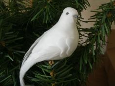 a white bird perched on top of a pine tree