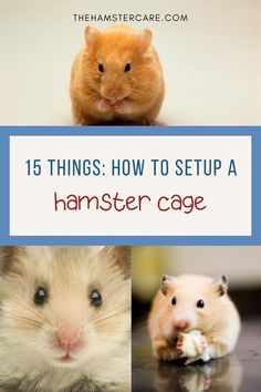 hamster cage set up, hamster cage theme, hamster cage ideas, hamster pet, hamster care, hamster care guide, hamster guide, hamster, hamster tips, pets, rodents, best pets, hamster proper care, syrian hamster, dwarf hamster, hamster care tips, how to take care of a hamster Pet Hamster, Hamster House, Exercise Wheel