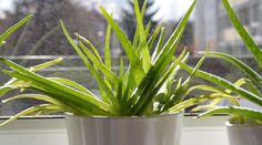 two potted plants sitting on top of a window sill