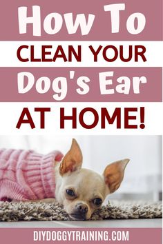 a small dog laying on top of a rug with the words how to clean your dog's ear at home