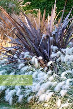 some very pretty plants in the grass