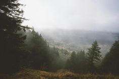 the foggy mountains are covered with trees